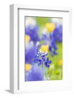 Johnson City, Texas, USA. Bluebonnet wildflowers in the Texas Hill Country.-Emily Wilson-Framed Photographic Print