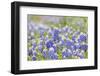 Johnson City, Texas, USA. Bluebonnet wildflowers in the Texas Hill Country.-Emily Wilson-Framed Photographic Print