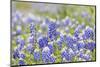 Johnson City, Texas, USA. Bluebonnet wildflowers in the Texas Hill Country.-Emily Wilson-Mounted Photographic Print