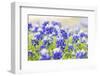 Johnson City, Texas, USA. Bluebonnet wildflowers in the Texas Hill Country.-Emily Wilson-Framed Photographic Print