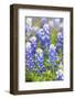 Johnson City, Texas, USA. Bluebonnet wildflowers in the Texas Hill Country.-Emily Wilson-Framed Photographic Print