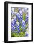 Johnson City, Texas, USA. Bluebonnet wildflowers in the Texas Hill Country.-Emily Wilson-Framed Photographic Print