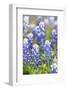 Johnson City, Texas, USA. Bluebonnet wildflowers in the Texas Hill Country.-Emily Wilson-Framed Photographic Print