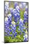 Johnson City, Texas, USA. Bluebonnet wildflowers in the Texas Hill Country.-Emily Wilson-Mounted Photographic Print