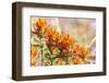 Johnson City, Texas, USA. Indian Paintbrush wildflowers in the Texas Hill Country.-Emily Wilson-Framed Photographic Print
