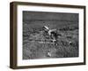 Johnson's Plane Crash-null-Framed Photographic Print