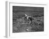 Johnson's Plane Crash-null-Framed Photographic Print