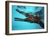 Johnston Crocodile at Surface-null-Framed Photographic Print