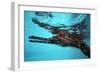 Johnston Crocodile at Surface-null-Framed Photographic Print