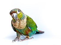 Crimson Bellied Conure Parrot in the White Background-jointstar-Photographic Print