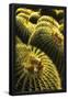 Essential Black