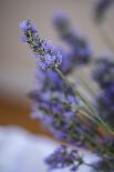 Bremerton, Washington State, USA. Lavender sprig.-Jolly Sienda-Photographic Print