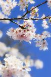 Silverdale, Washington State, USA. Blooming cherry blossom-Jolly Sienda-Photographic Print
