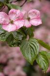 Silverdale, Washington State, USA. Blooming cherry blossom-Jolly Sienda-Photographic Print