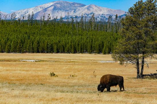 Premium Photographic Print, , large