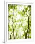 Gramercy White