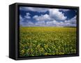 Canvas Black