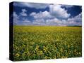 Stretched Canvas