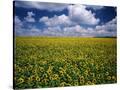 Stretched Canvas