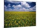 Stretched Canvas