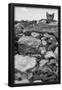 Essential Black