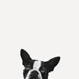 Sweet Chihuahua Pop-Jon Bertelli-Photographic Print