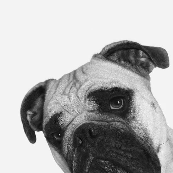 Photographic Print, , large