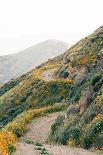 Poppies along the Walker Canyon Trail in Lake Elsinore, California-Jon Bilous-Photographic Print