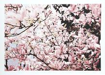Apple Blossoms-Jon D'Orazio-Framed Collectable Print