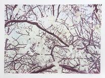 Acacia-Jon D'Orazio-Framed Collectable Print