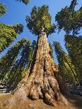 General Sherman in Sequoia National Park.-Jon Hicks-Photographic Print