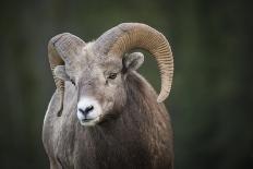 Rocky Mountain Bighorn Sheep Ram (Ovis canadensis), Jasper National Park, Alberta-Jon Reaves-Photographic Print