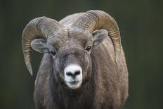 Rocky Mountain Bighorn Sheep Ram (Ovis canadensis), Jasper National Park, Alberta-Jon Reaves-Photographic Print