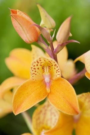 Orchid Disa Kewensis