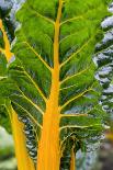 Swiss Chard 'Bright Yellow'-Jon Stokes-Photographic Print