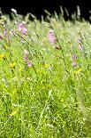 Wild Meadow Flowers And Grasses-Jon Stokes-Photographic Print