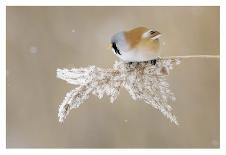 Bearded Tit-Jonas Kazlauskas-Stretched Canvas