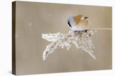 Bearded Tit-Jonas Kazlauskas-Laminated Photographic Print