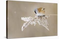 Bearded Tit-Jonas Kazlauskas-Stretched Canvas