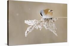 Bearded Tit-Jonas Kazlauskas-Laminated Photographic Print