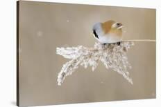 Bearded Tit-Jonas Kazlauskas-Giclee Print