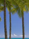 Palm Trees on Beach-Jonathan Hicks-Photographic Print