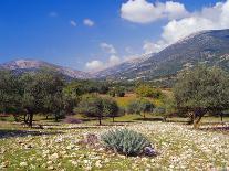 Olive Groves, Cephalonia, Ionian Islands, Greece, Europe-Jonathan Hodson-Photographic Print