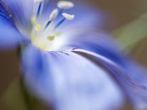 California Poppy II-Jonathan Nourock-Photographic Print