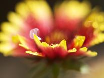 California Poppy II-Jonathan Nourock-Framed Photographic Print