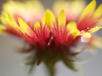 California Poppy II-Jonathan Nourock-Framed Photographic Print