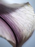 Macro Tulip I-Jonathan Nourock-Photographic Print