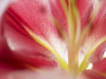 Macro Tulip II-Jonathan Nourock-Stretched Canvas