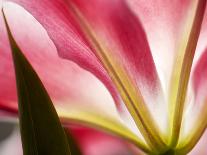 Lily Dusk III-Jonathan Nourock-Photographic Print