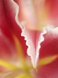 Macro Tulip II-Jonathan Nourock-Photographic Print